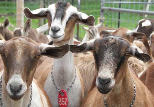 Photo of Seal Cove Farm dairy goats